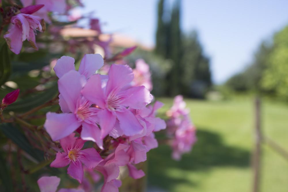 Agriturismo Le Vallette Bibbona Exterior foto